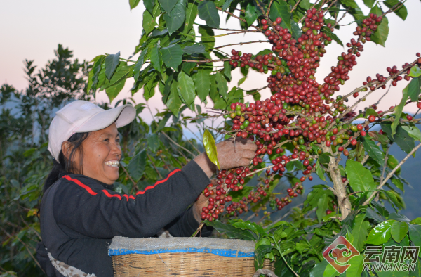 《经济参考报》报道云南咖啡精品化之路：靠1.5%的占比怎样影响世界