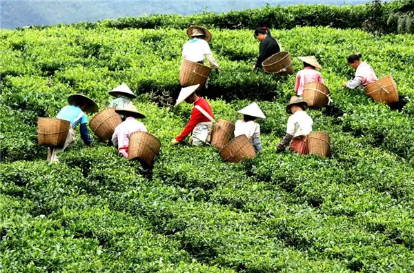 临沧茶农正在采茶 资料图