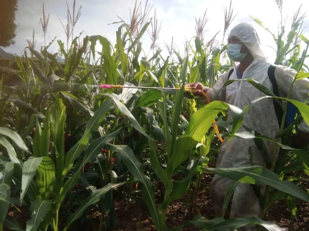 防汛又防虫，这段时间可把他们忙坏了！