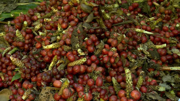 草果增产群众增收,这个"土专家"有好办法