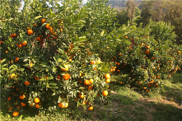 沃柑基地春来人忙果熟花香_扶贫动态_云南扶贫热线_云南网