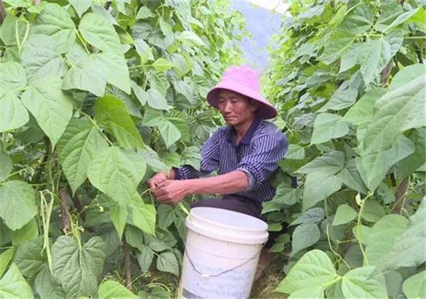 四季豆荷蘭豆水果豌豆,變身石屏縣茴水村助農增收的