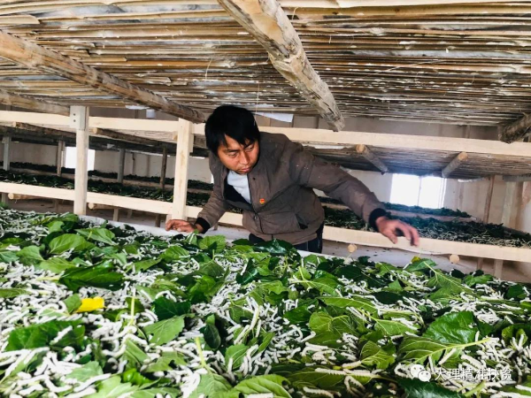 山高坡陡石块村“破茧成蝶”，小桑蚕养出大财富_扶贫动态_云南扶贫热线_云南网