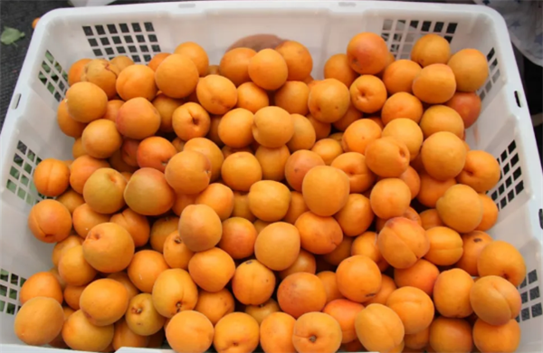 祥城镇灰窑村的"杏"福生活_扶贫动态_云南扶贫热线_云南网