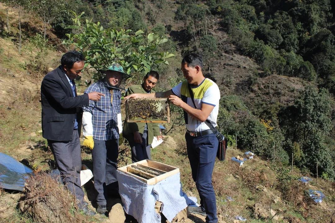 蜂农交流养殖经验山村飞来"扶贫蜂"4年前,杨发忠一家5口人仅有几亩