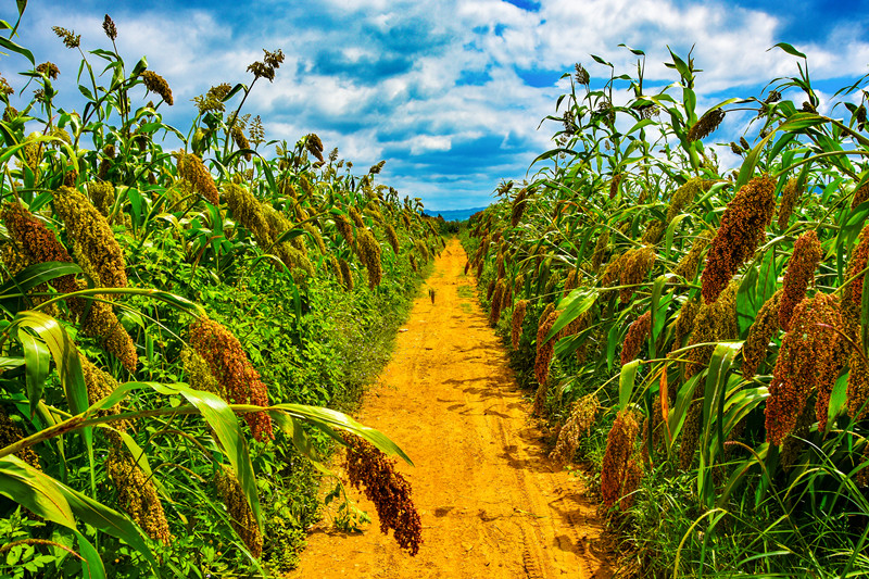 【脱贫万张图片】组图:在希望的田野上