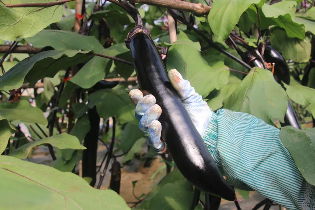 亩产值3万大龙茄子不愁销