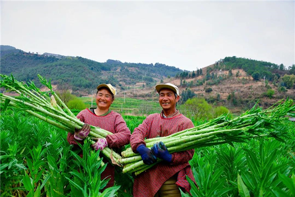 罗枝明茶正林夫妇正在田间收割贡菜最初,群众种植贡菜的积极性并不高